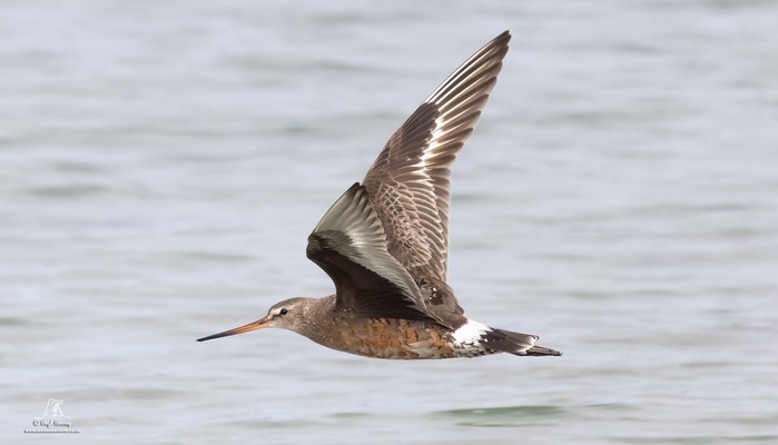Hudsonian Godwit