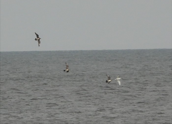 Arctic Skua