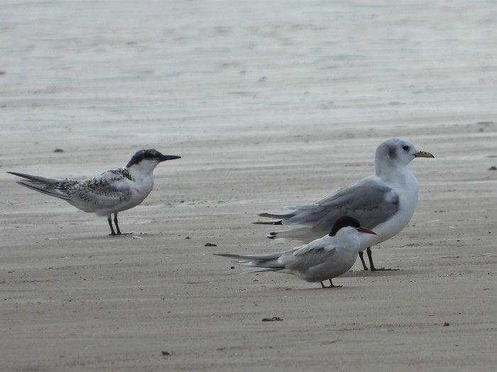 Arctic Tern