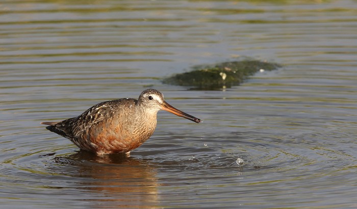 Hudsonian Godwit
