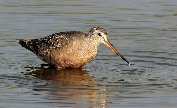 Hudsonian Godwit