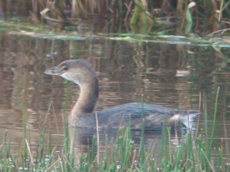 Pied-billed Grebe