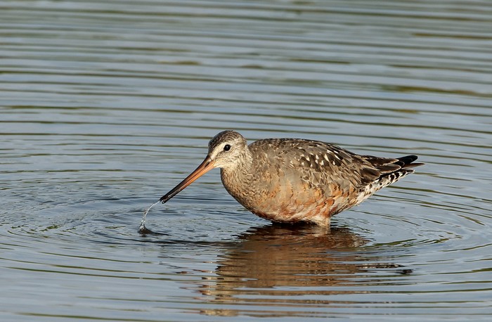 Hudsonian Godwit