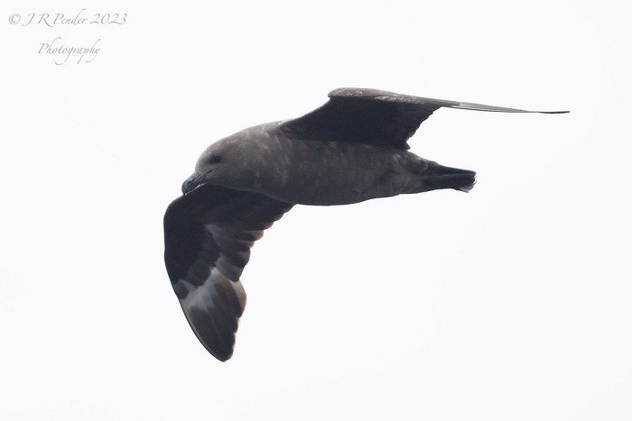 South Polar Skua