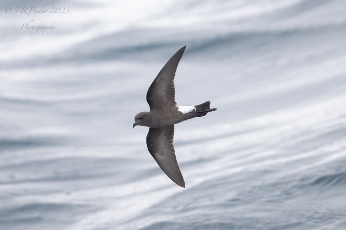 Wilson's Petrel