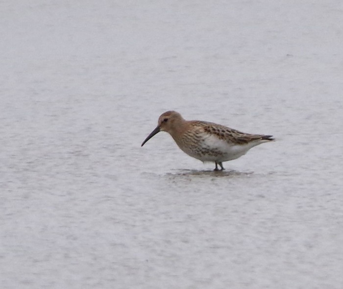 Dunlin