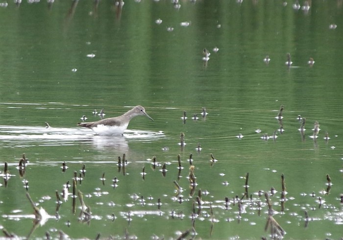 Green Sandpiper