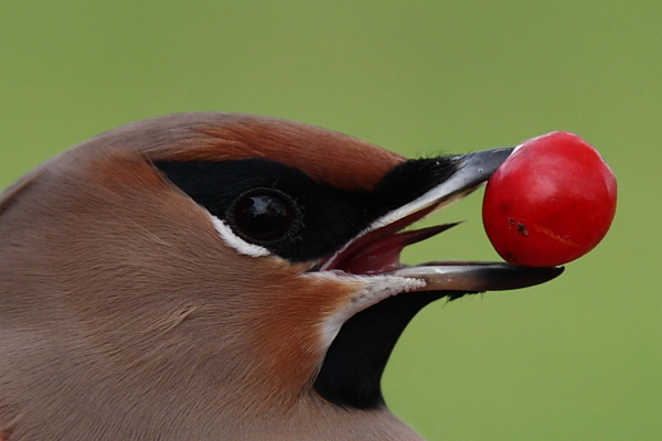 Waxwing