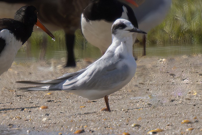 Forster's Tern