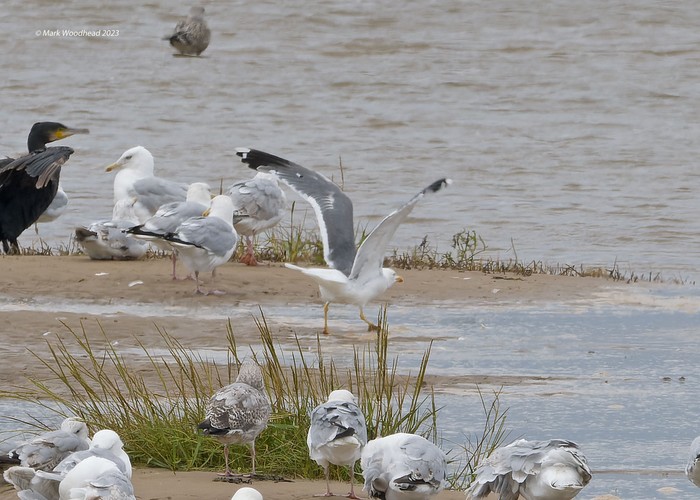 Yellow-legged Gull