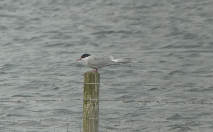 Arctic Tern