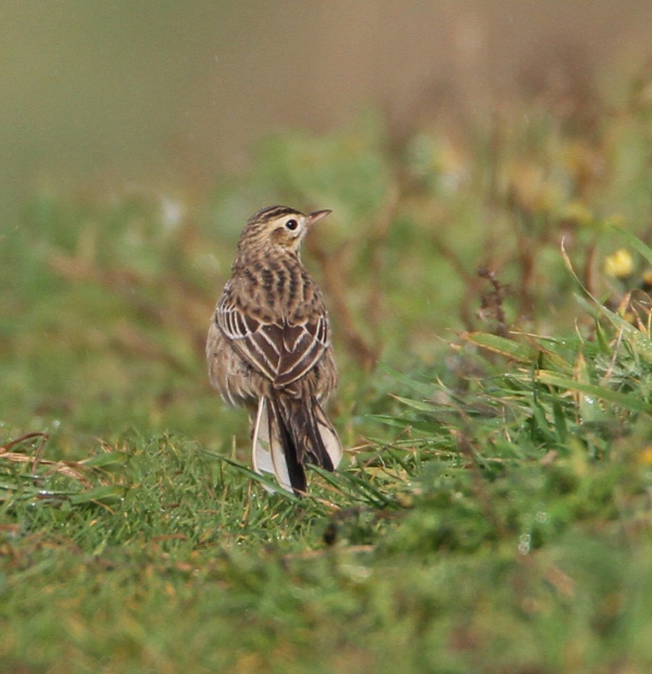 Richard's Pipit