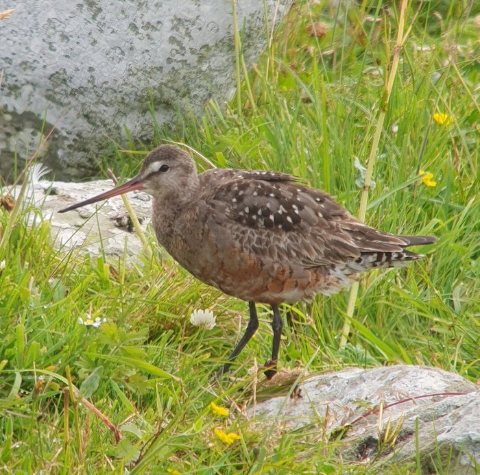 Hudsonian Godwit