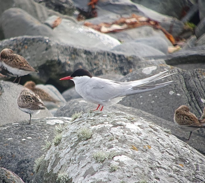 Arctic Tern