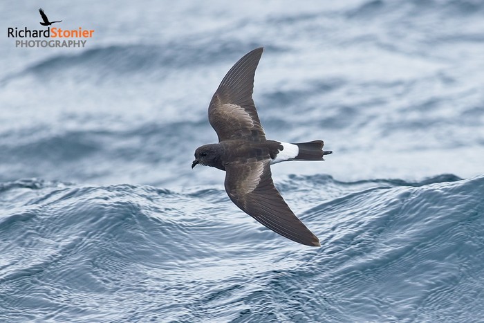 Wilson's Petrel
