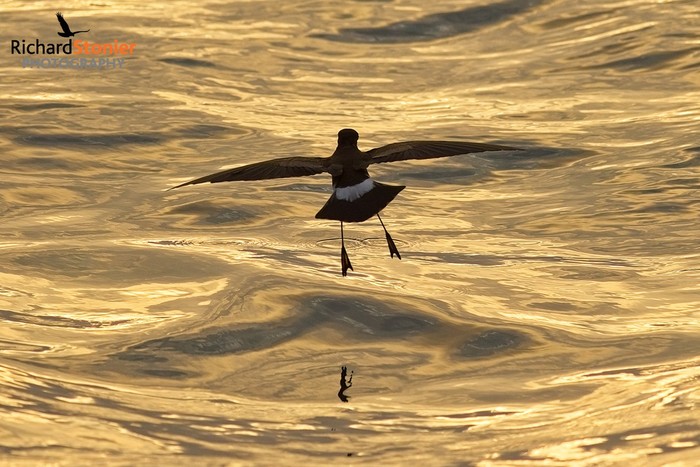 Wilson's Petrel