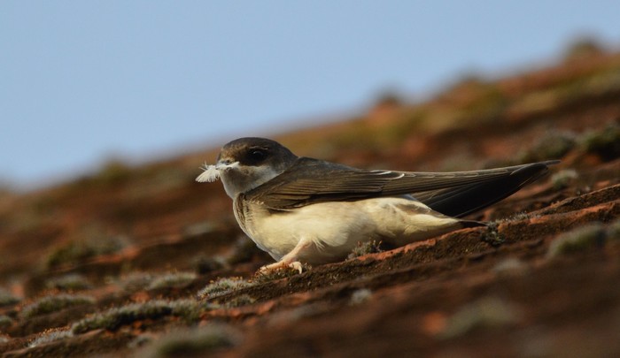 House Martin