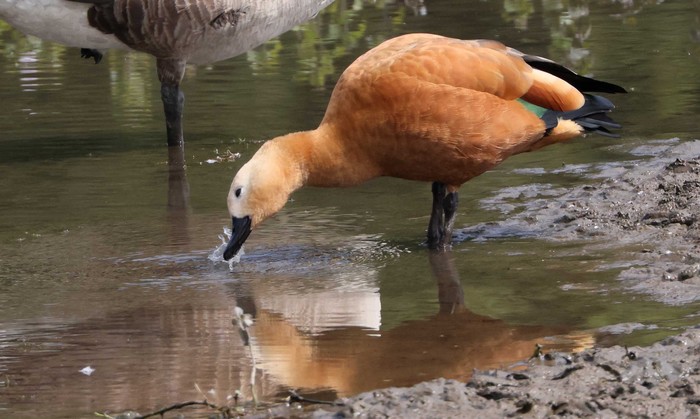 Ruddy Shelduck