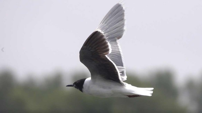 Little Gull