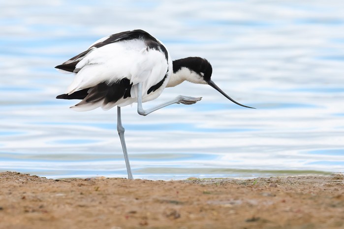 Avocet