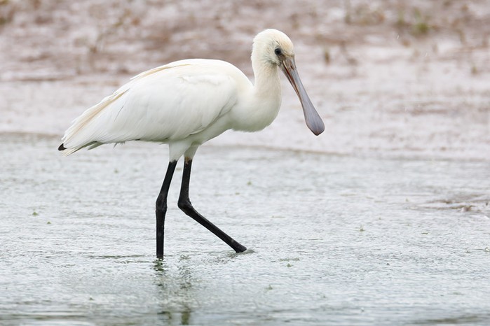 Spoonbill