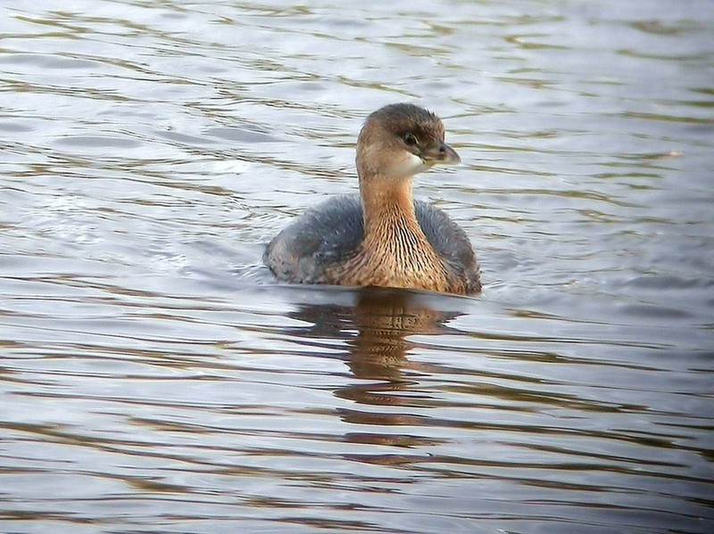 Pied-billed Grebe