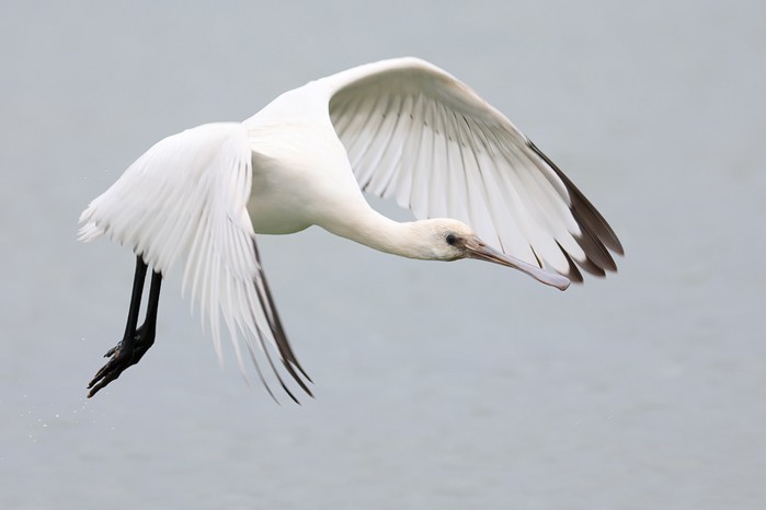 Spoonbill