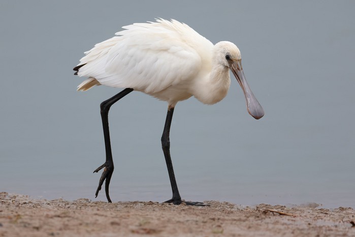 Spoonbill