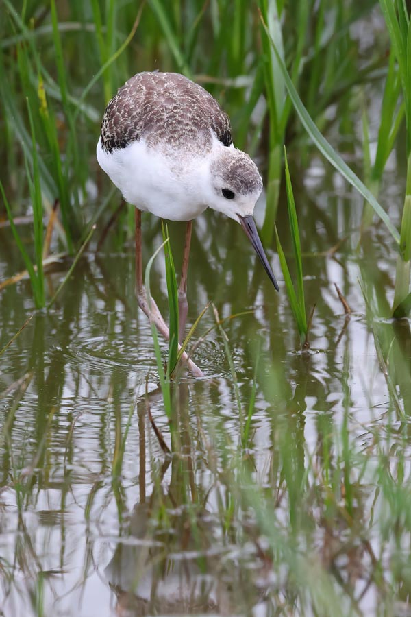 Black-winged Stilt