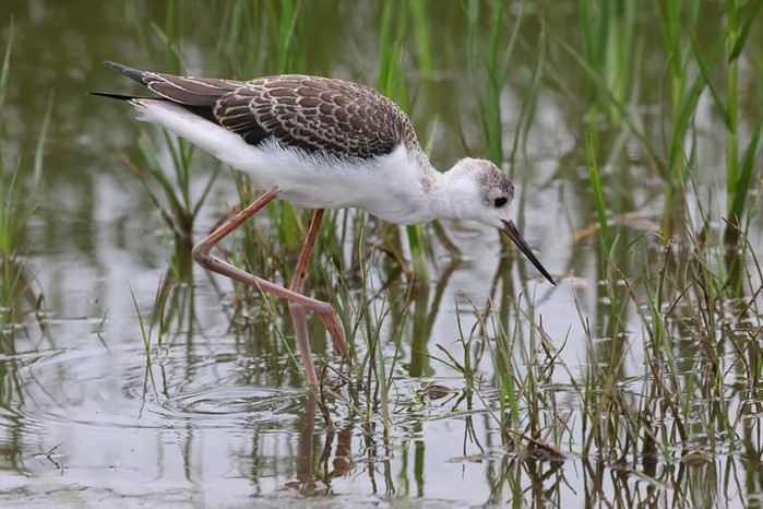 Black-winged Stilt