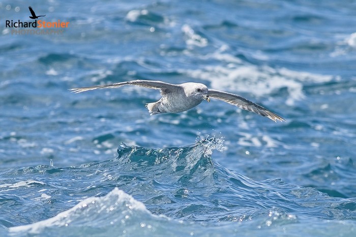 Blue Fulmar