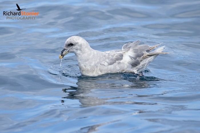 Blue Fulmar