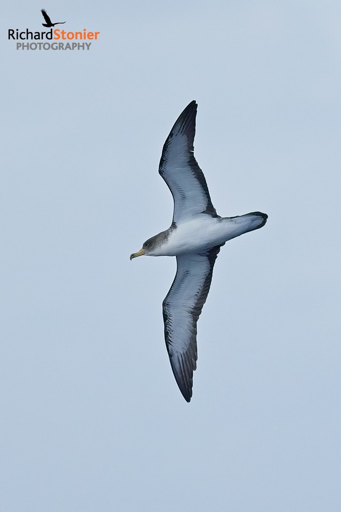 Scopoli's Shearwater