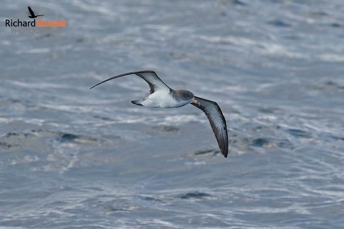 Scopoli's Shearwater