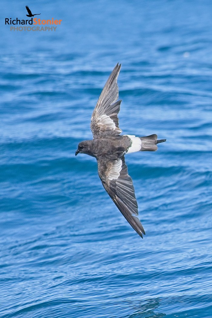 Wilson's Petrel