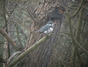 Belted Kingfisher