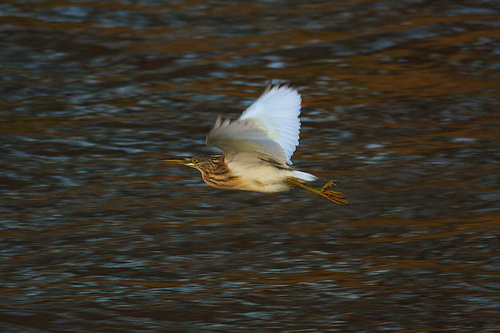 Squacco Heron