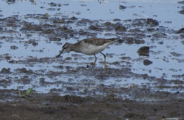 Wood Sandpiper