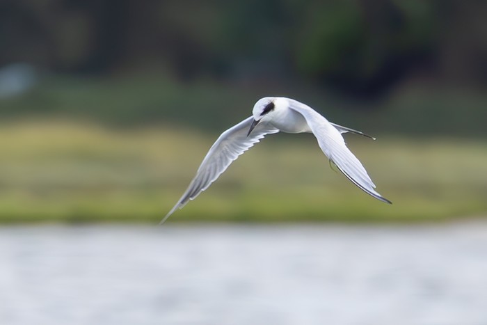 Forster's Tern