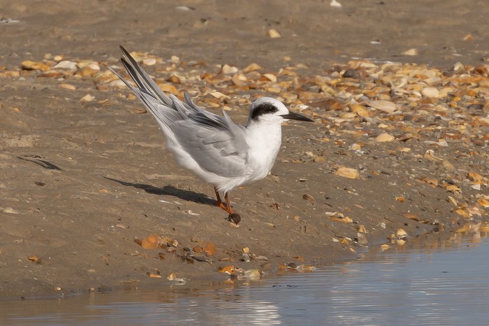 Forster's Tern