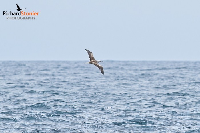 Red-footed Booby