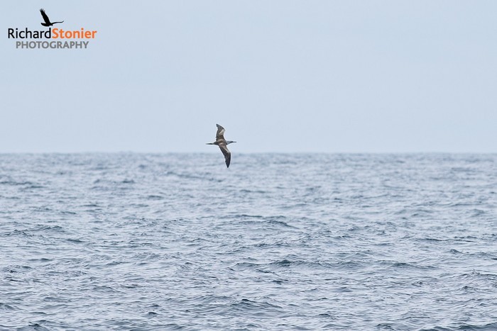 Red-footed Booby