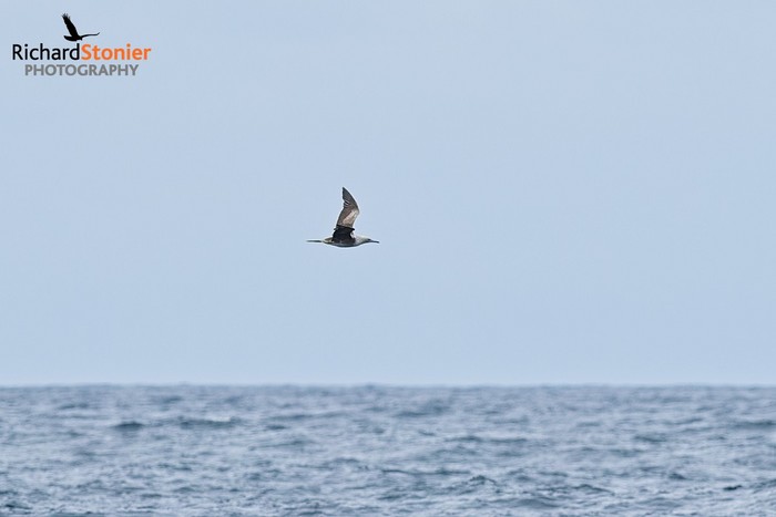 Red-footed Booby