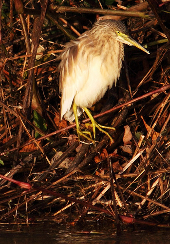 Squacco Heron