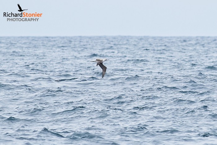 Red-footed Booby
