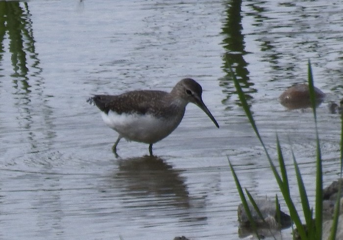 Green Sandpiper