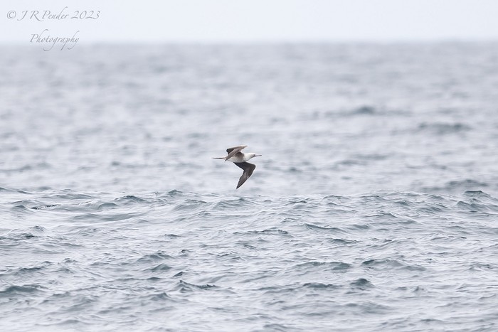 Red-footed Booby