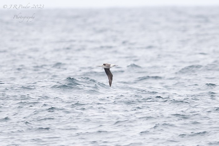 Red-footed Booby