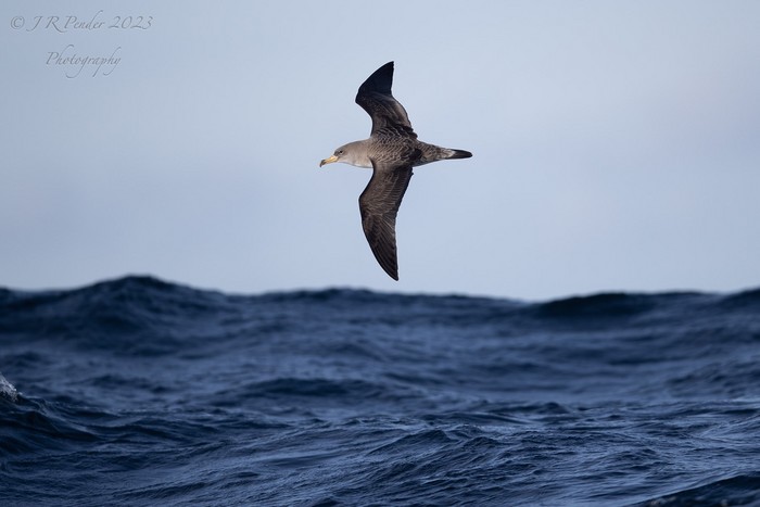 Cory's Shearwater