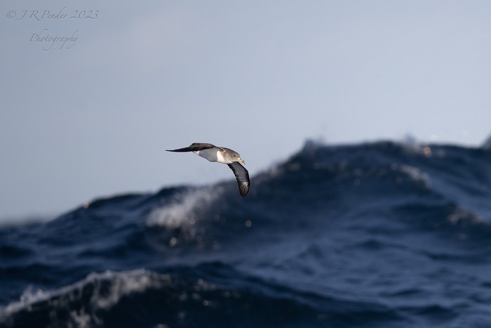 Cory's Shearwater